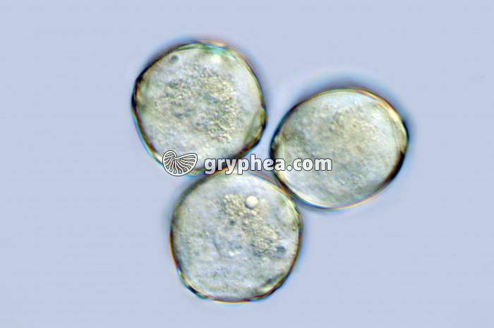 Pollen Aulne hydraté x400 - gryphea.com